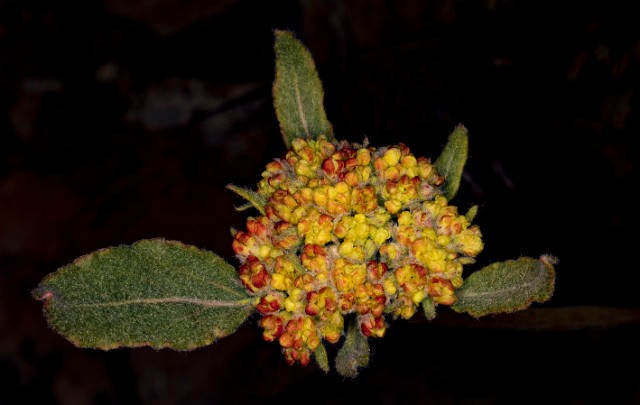 Eriogonum 18-9378.jpg